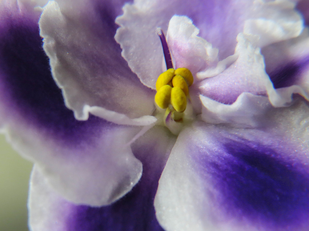 ~African Violet~ by crowfan