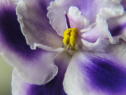 9th Oct 2015 - ~African Violet~