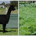 NEW Theme!! My Sisters Farm Animals #5 by gigiflower
