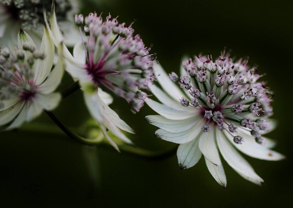 More Astrantia ... (For Me) by motherjane