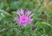 7th Oct 2015 - Greater Knapweed