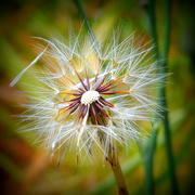 10th Oct 2015 - If All Else Fails Find A Dandelion DSC_2584