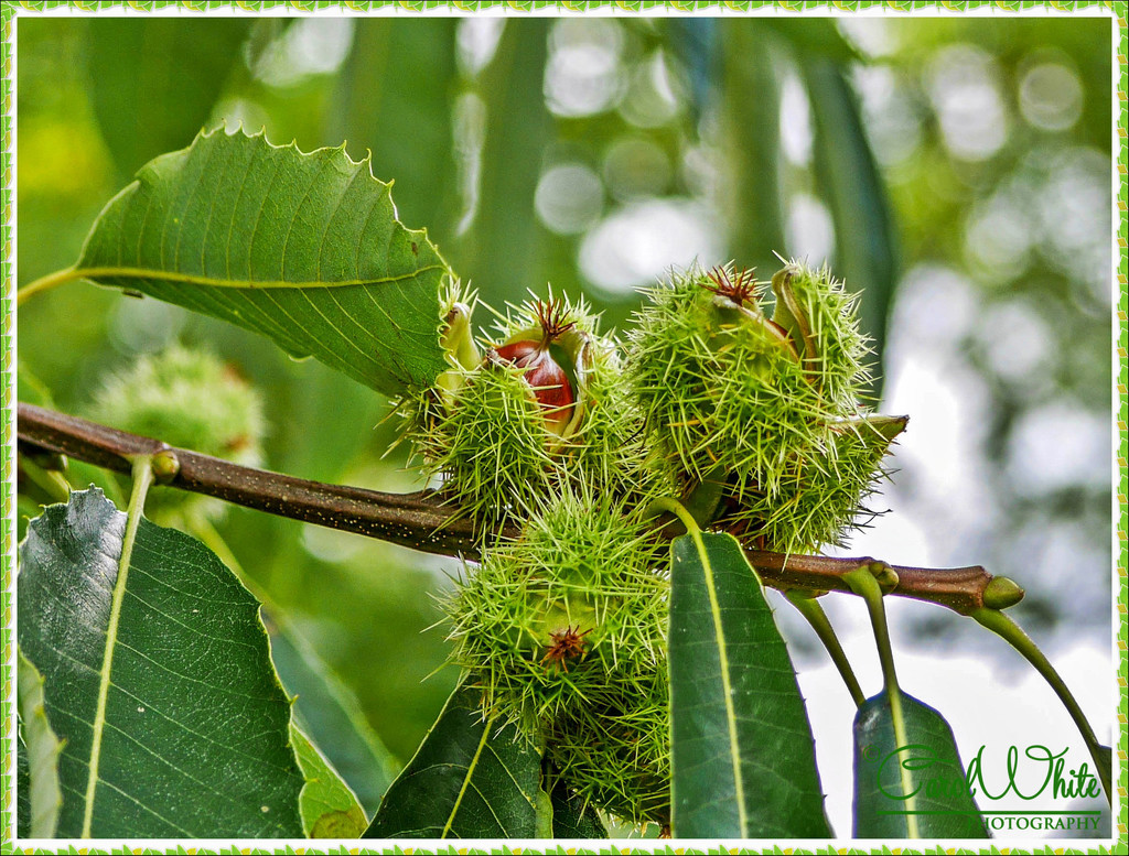 Fruits Of The Sweet Chestnut by carolmw
