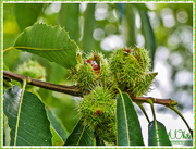 10th Oct 2015 - Fruits Of The Sweet Chestnut