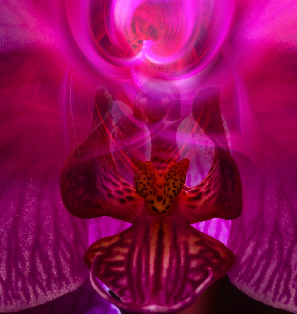 Angel Singing In an Orchid Swirl by jgpittenger