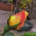 Still some rosebuds........ by susie1205