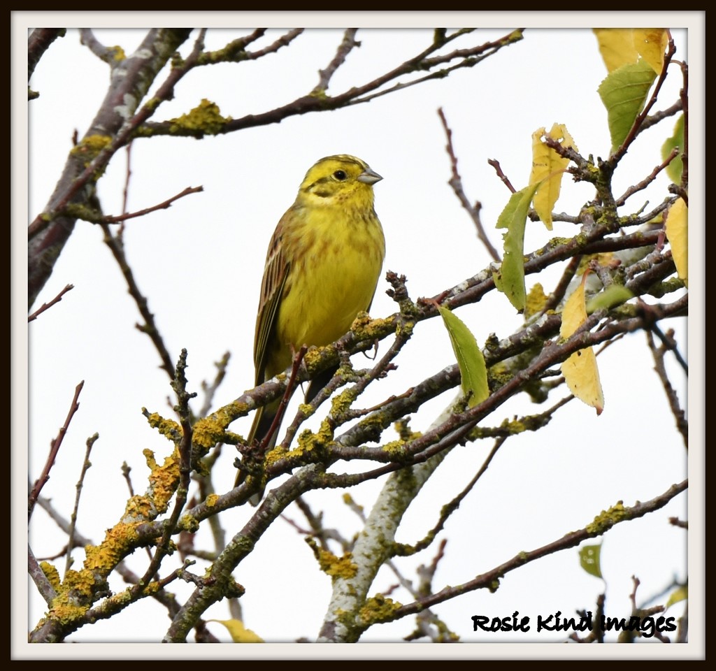 My friend the yellowhammer by rosiekind