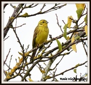 10th Oct 2015 - My friend the yellowhammer