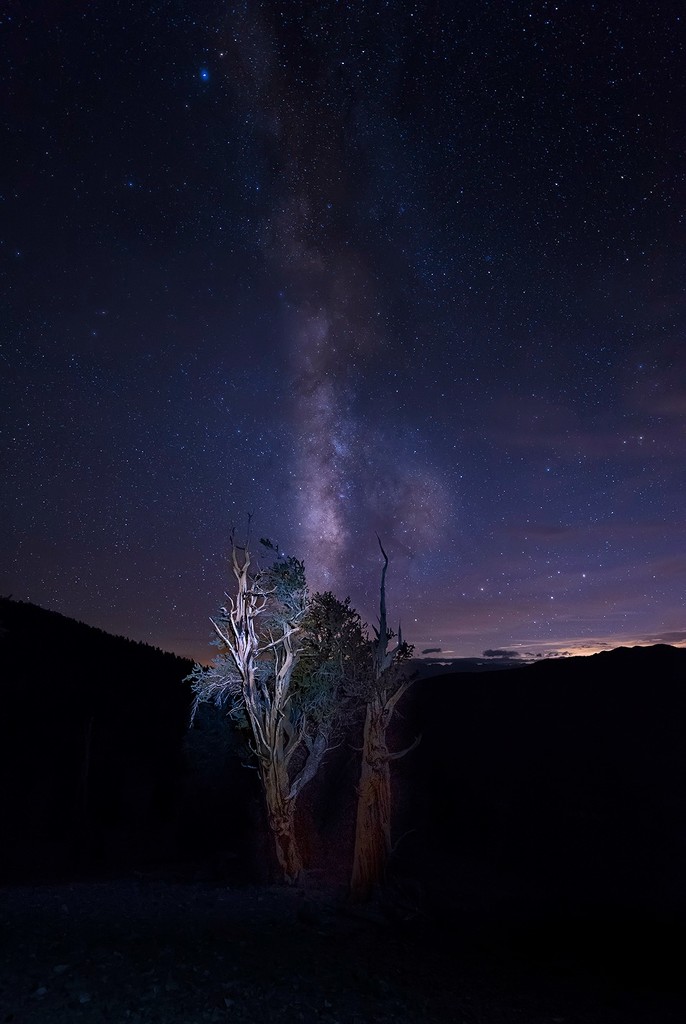 Milky Way In the Bristlecone Pines by jgpittenger