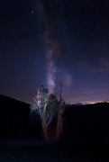 30th Sep 2015 - Milky Way In the Bristlecone Pines