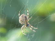 9th Oct 2015 - ENORMOUS Spider..........