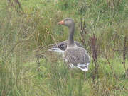 10th Oct 2015 - Greylag Goose at Rainham Marshes