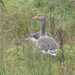 Greylag Goose at Rainham Marshes by susiemc