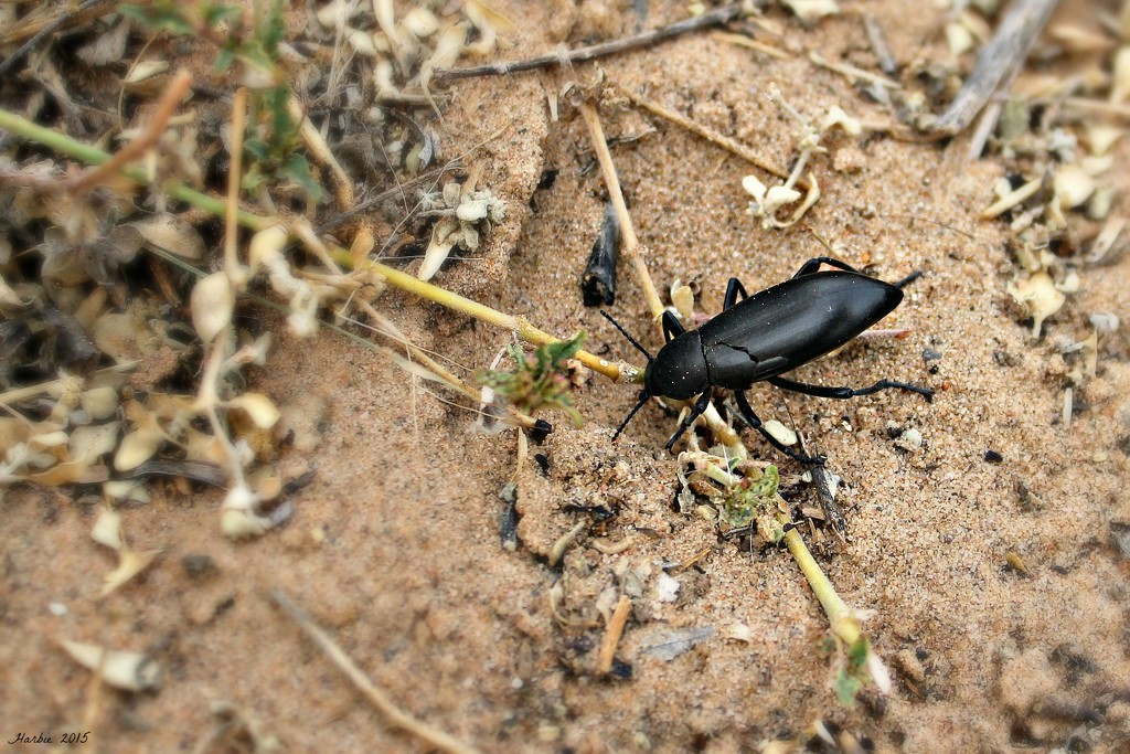 Pinacate Beetle aka Stinkbug by harbie