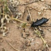 Pinacate Beetle aka Stinkbug by harbie