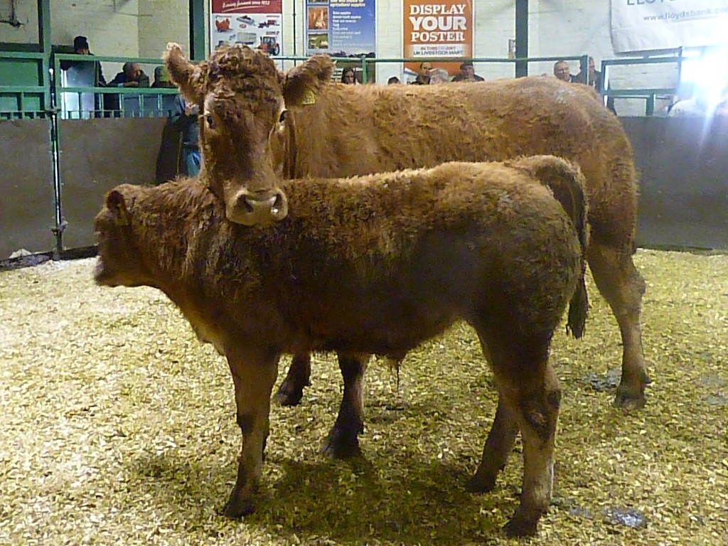 Limousin cow and calf by shirleybankfarm