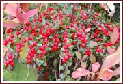 11th Oct 2015 - Cotoneaster 