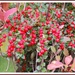 Cotoneaster  by beryl