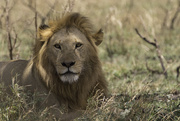 10th Oct 2015 - Serengeti Lion