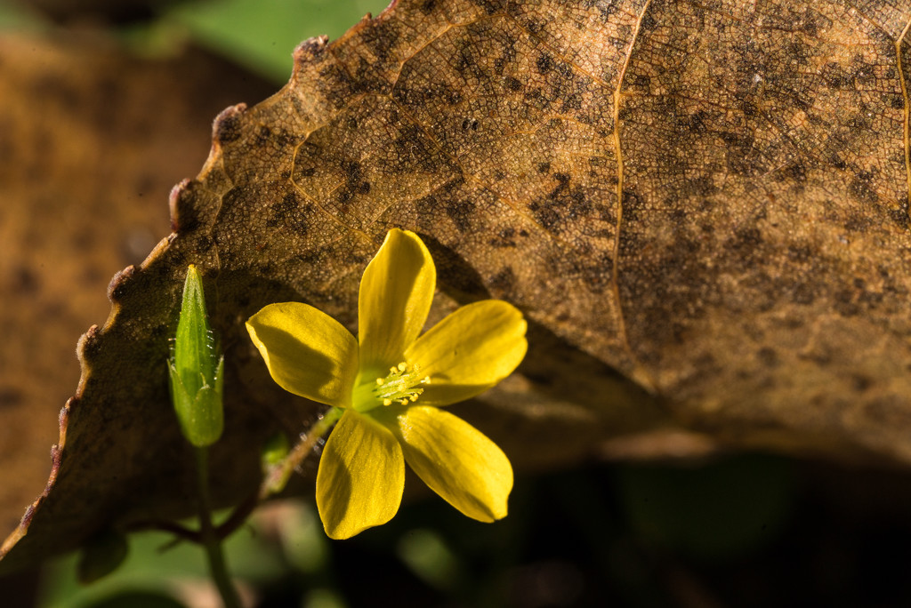 Tiny Yellow Flower Under a Leaf by rminer