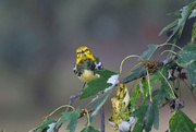 9th Oct 2015 - Black-throated Green Warbler 