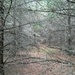 Mystic Woods by wilkinscd