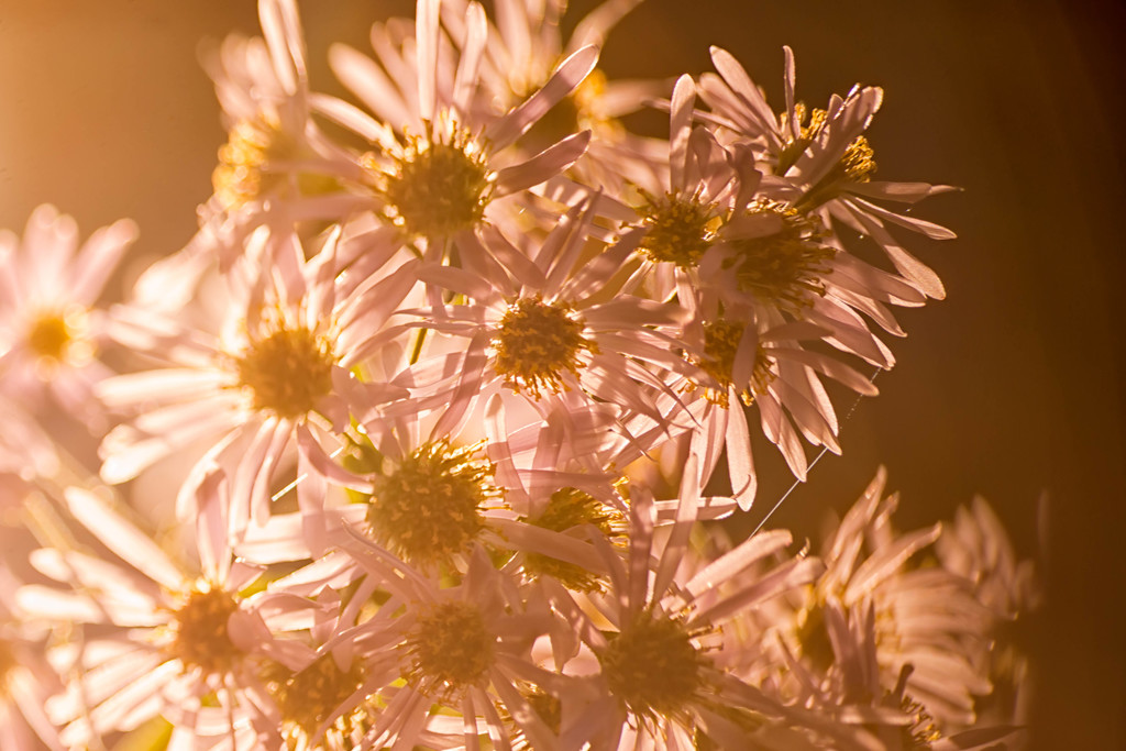 Freelensing Asters by shesnapped
