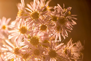 10th Oct 2015 - Freelensing Asters
