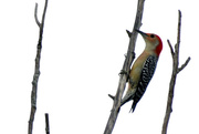 5th Oct 2015 - Red-bellied Woodpecker