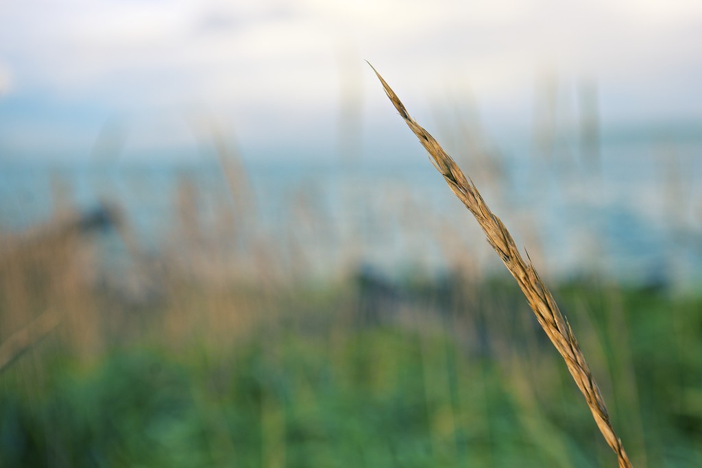 Beach Grass by kwind