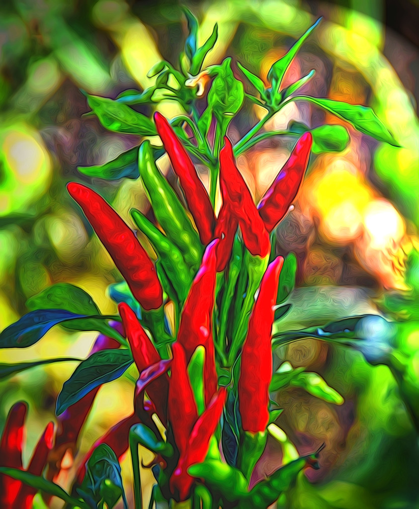 Red Hot Chile Peppers by joysfocus
