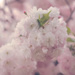 Cherry Blossom  by nicolecampbell
