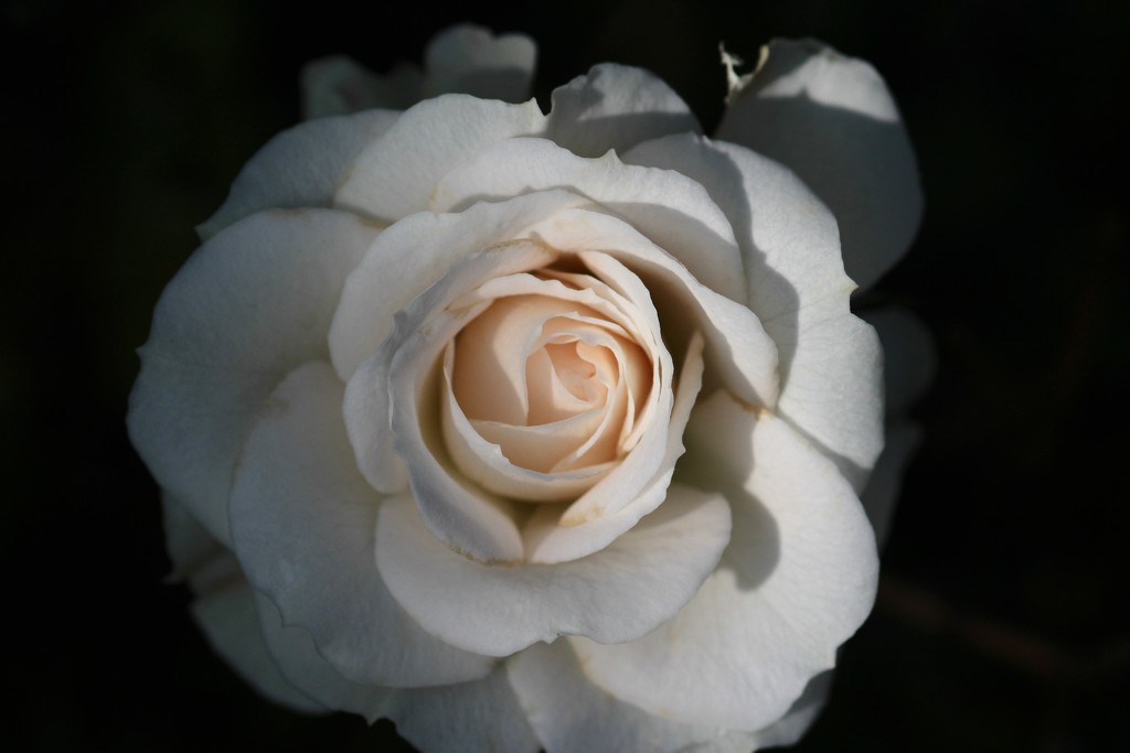 A Rose by davemockford