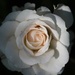A Rose by davemockford