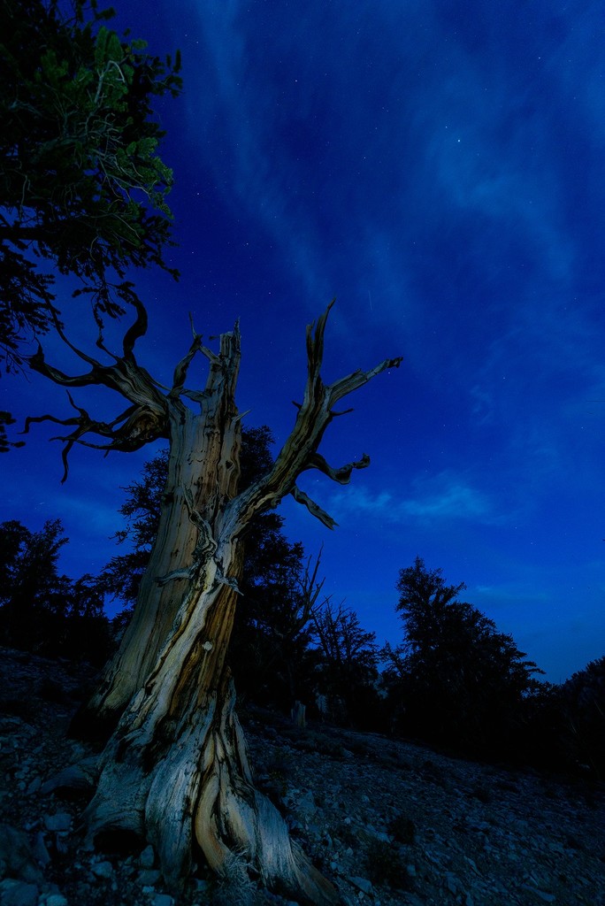Twilight in the Bristlecone Pine Forest  by jgpittenger