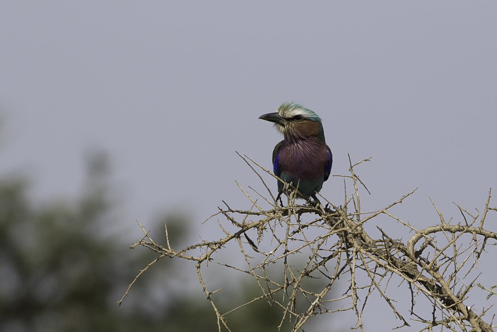 Lilac Breasted Roller by leonbuys83