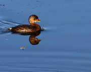 11th Oct 2015 - Rubber Ducky !!