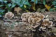 11th Oct 2015 - Turkey Tail Fungi