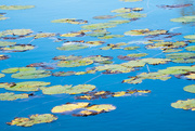 11th Oct 2015 - Lily Pads