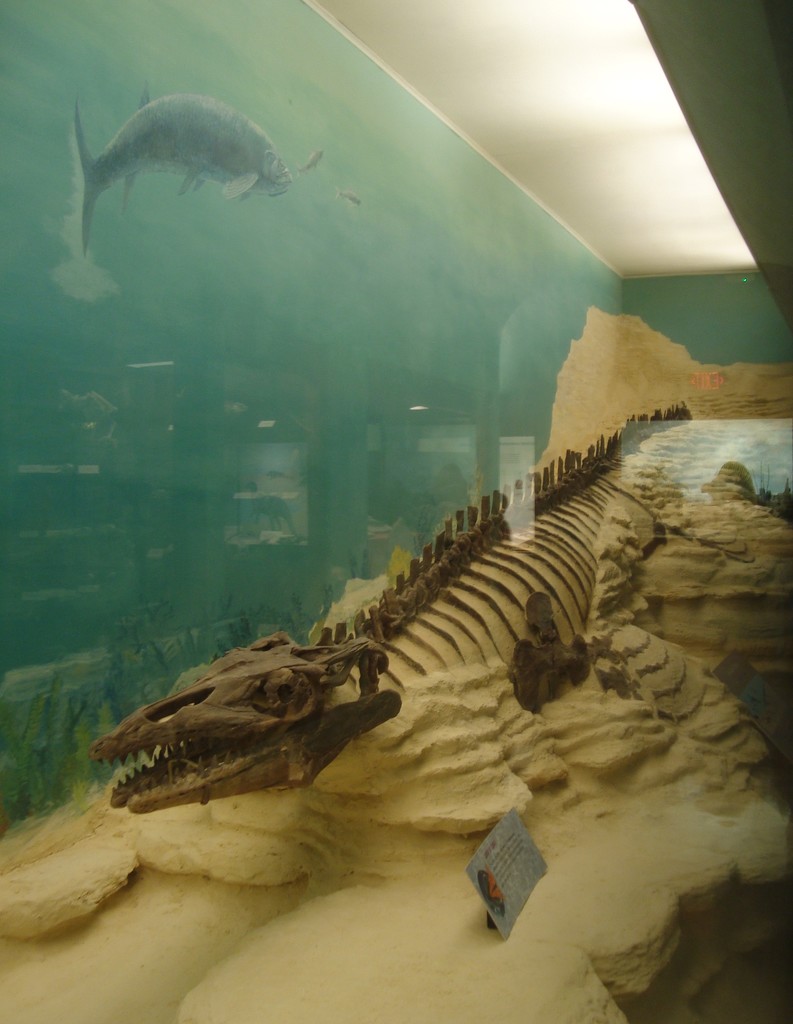 Mosasaur at the KU Museum of Natural History by mcsiegle