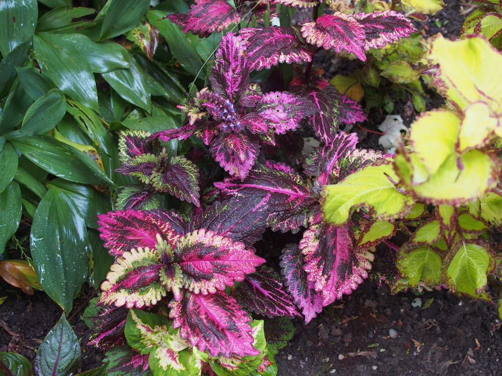Colourful Coleus by selkie