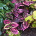 Colourful Coleus by selkie