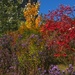 Fall Colours by selkie