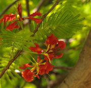 10th Oct 2015 - Flame tree