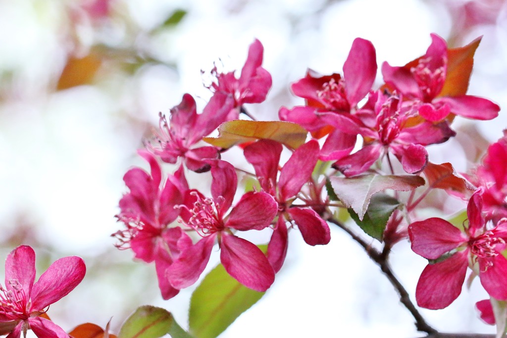 Crab Apple Blossoms by lynnz