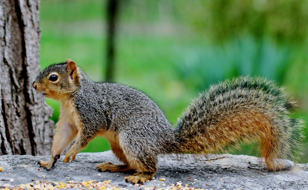 Squirrely Jr. by lynnz