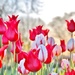 Tulips by lynnz