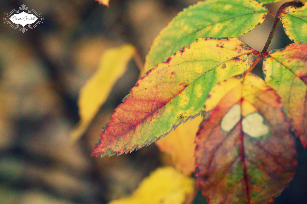 Leaf of many colors  by sarahlh