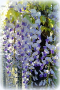 12th Oct 2015 - Wisteria in Full Bloom