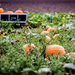Field of Pumpkin Dreams by elatedpixie